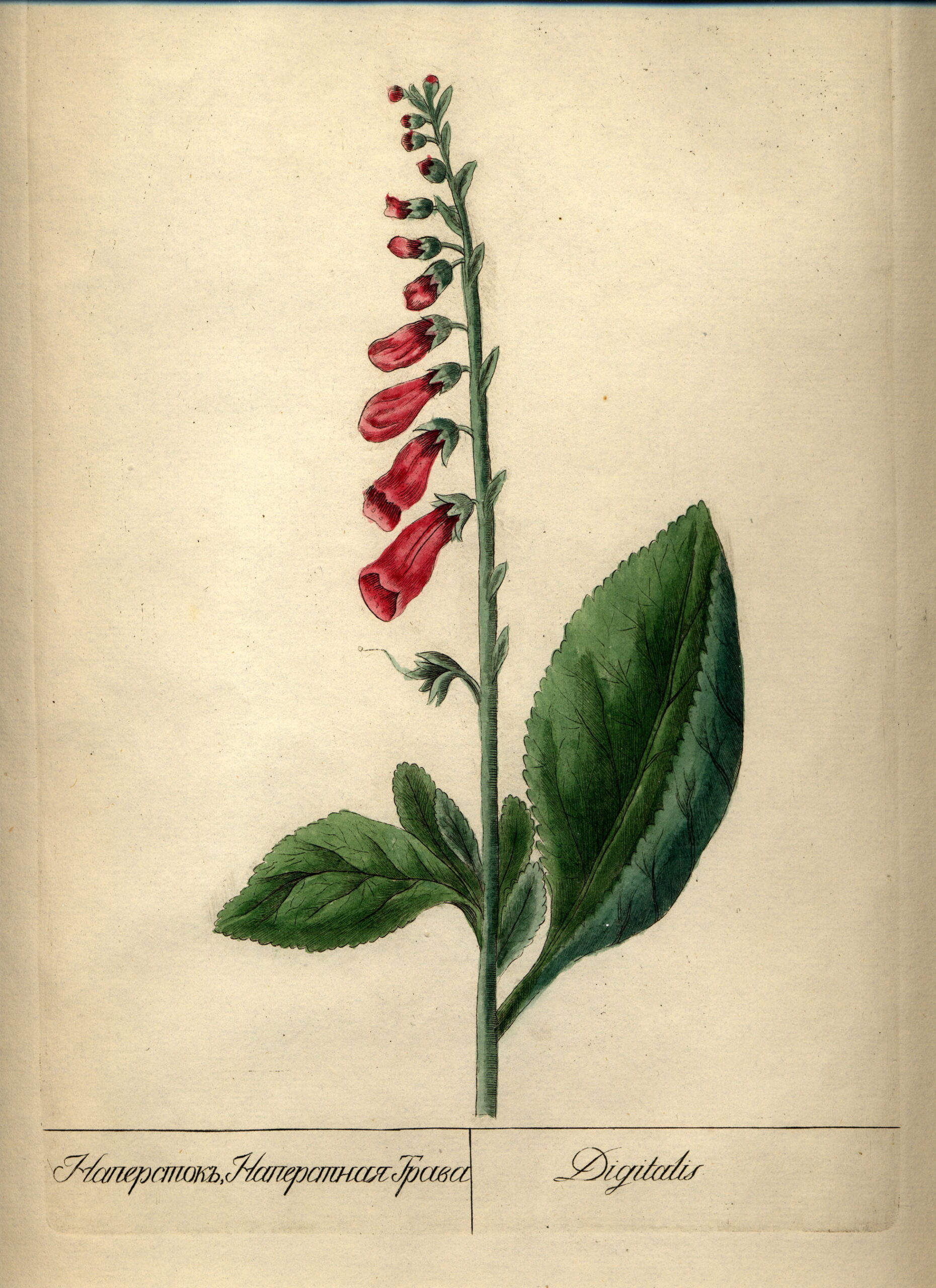 Image de l'oeuvre Digitalis